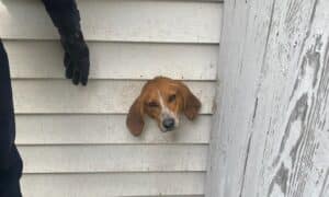 Spike the hound gets stuck in a dryer vent