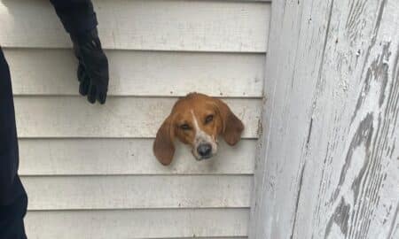 Spike The Hound Gets Stuck In A Dryer Vent