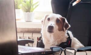 White dog with headphones sitting infront of a laptop
