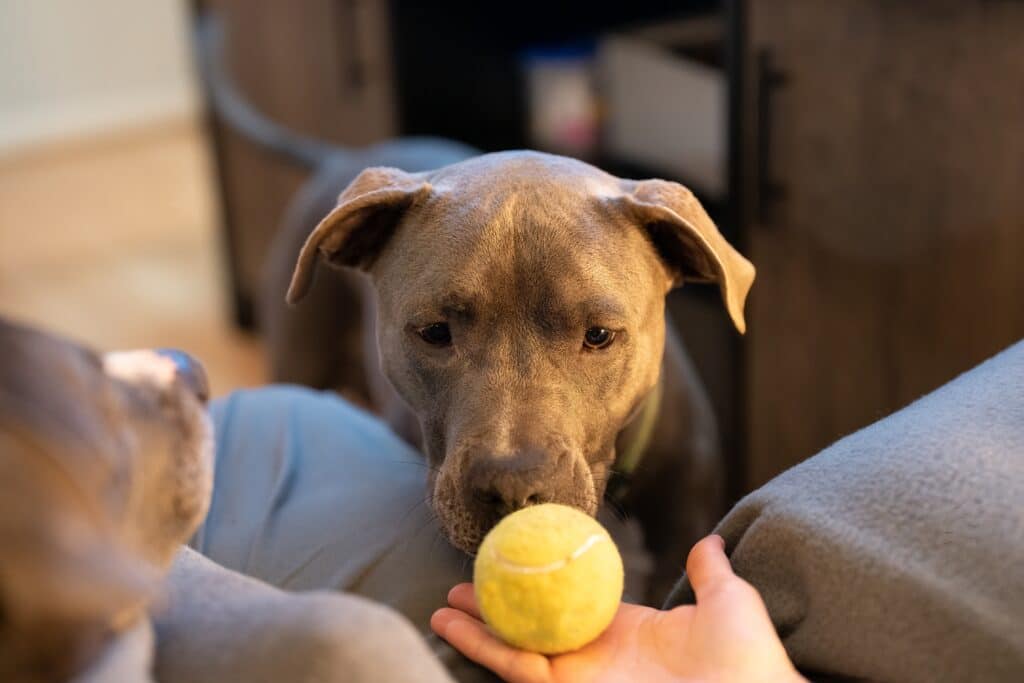 Close Up Portrait Of Female Pitbull Puppy Watching A Tennis Ball And Waiting To Play Fetch