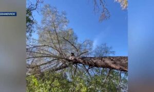 Video Thumbnail: Dog found at least 25 feet up a tree in El Dorado County