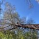 Video Thumbnail: Dog Found At Least 25 Feet Up A Tree In El Dorado County