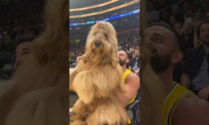 Brodie The Goldendoodle At The Lakers-Knicks Game