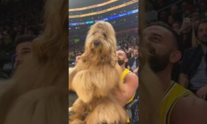 Brodie the Goldendoodle at the Lakers-Knicks game