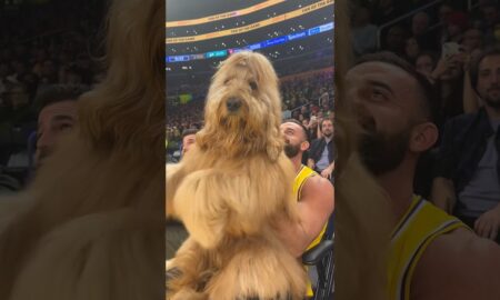Brodie The Goldendoodle At The Lakers-Knicks Game