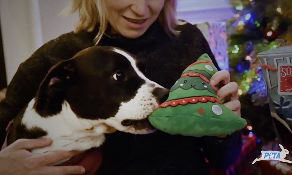 Neglected Dog Chained Outside For 4 Years Spends First Christmas In His Forever Home