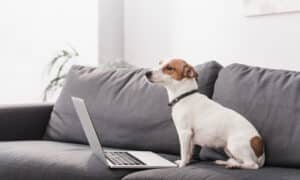 jack russell terrier infront of laptop on grey couch in modern living room