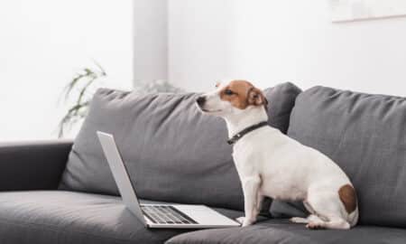 Jack Russell Terrier Infront Of Laptop On Grey Couch In Modern Living Room