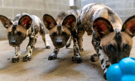 Painted Dog Pups Born At The Zoo