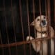 Sad Dog Inside A Cage