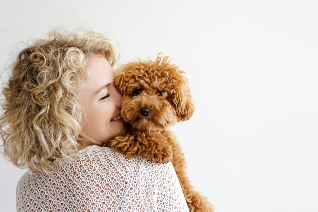 Adorable Toy Poodle Puppy In Arms Of Its Loving Owner