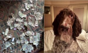 Cecil the dog who ate $4000 in cash