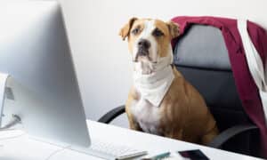 Cute Dog Sits In Office Chair At A Modern Working Place