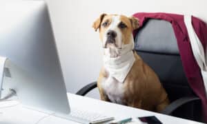 Cute dog sits in office chair at a modern working place