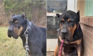 Dembe saddest dog in the shelter