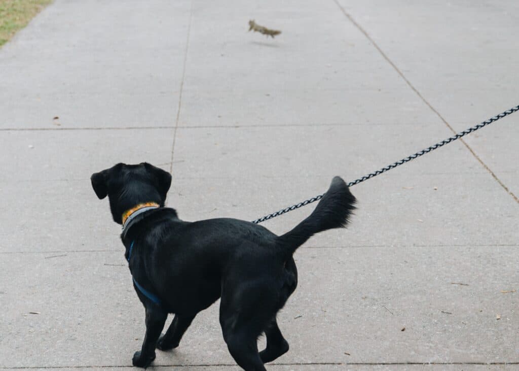 Dog Chasing Squirrel On City Path