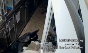 Dog escapes his kennel