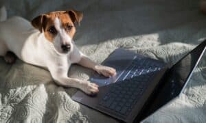 Dog lying on the bed with laptop