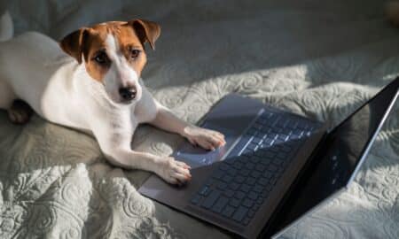 Dog Lying On The Bed With Laptop