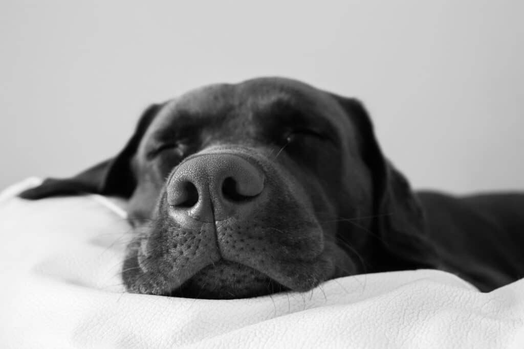 Domestic Labrador Dog Sleeping