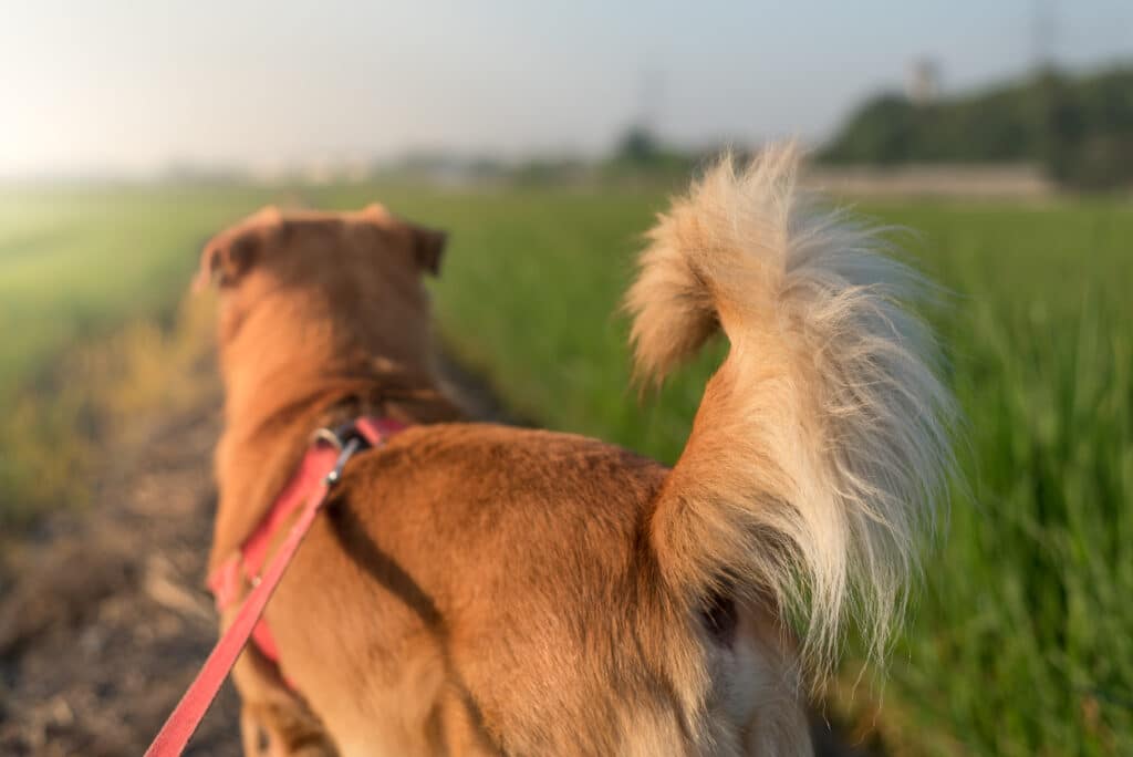 Fluffy Tail Of Brown Dog With Rice Field Behind