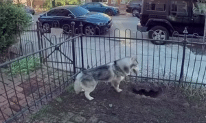 Kobe the husky after digging a holea