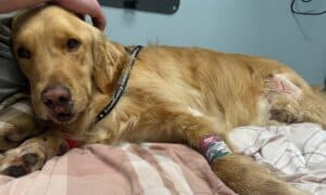 Leo the Golden Retriever