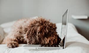 Nice and sweet spanish water dog working from home with his laptop on top of the bed