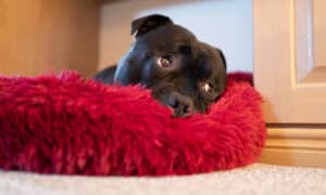 Portrait Of A Staffordshire Bull Terrier Dog Lying On A Soft Fluffy Bed With A Cute Raised Eyebrows Expression