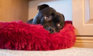 Portrait of a Staffordshire bull terrier dog lying on a soft fluffy bed with a cute raised eyebrows expression