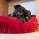 Portrait Of A Staffordshire Bull Terrier Dog Lying On A Soft Fluffy Bed With A Cute Raised Eyebrows Expression