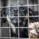 Portrait Of Homeless Dog In Animal Shelter Cage