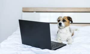 Small dog lies in front of a laptop on a bed in the bedroom