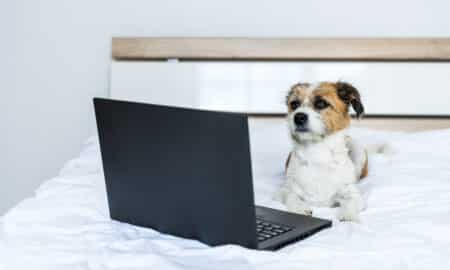 Small Dog Lies In Front Of A Laptop On A Bed In The Bedroom