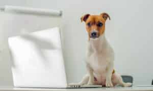 Smart Dog Uses Laptop