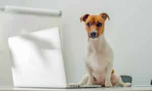 Smart dog uses laptop