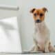 Smart Dog Uses Laptop