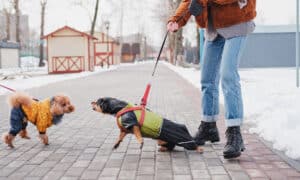 Woman Holding Her Disobedient Dachshund On A Leash, Dog Trying To Attack Another Dog At A Park
