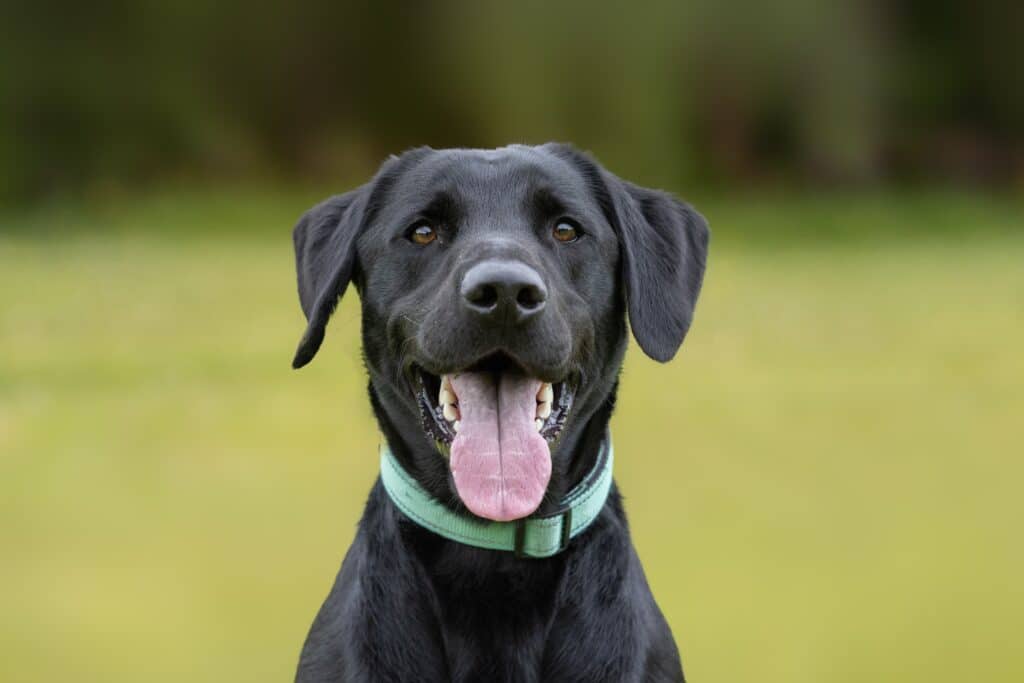 Young Black Labrador Retriever Wearing Collar And Tongue Sticking Out Of Mouth