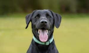 Young black Labrador retriever wearing collar and tongue sticking out of mouth