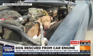 Dog rescued from car engine
