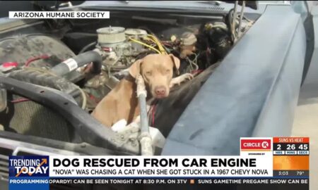 Dog Rescued From Car Engine