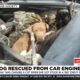 Dog Rescued From Car Engine