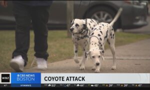 Dalmatians help Brighton dog walker fight off pack of coyotes