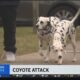 Dalmatians Help Brighton Dog Walker Fight Off Pack Of Coyotes