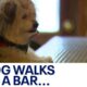 Milwaukee Dog At The Bar