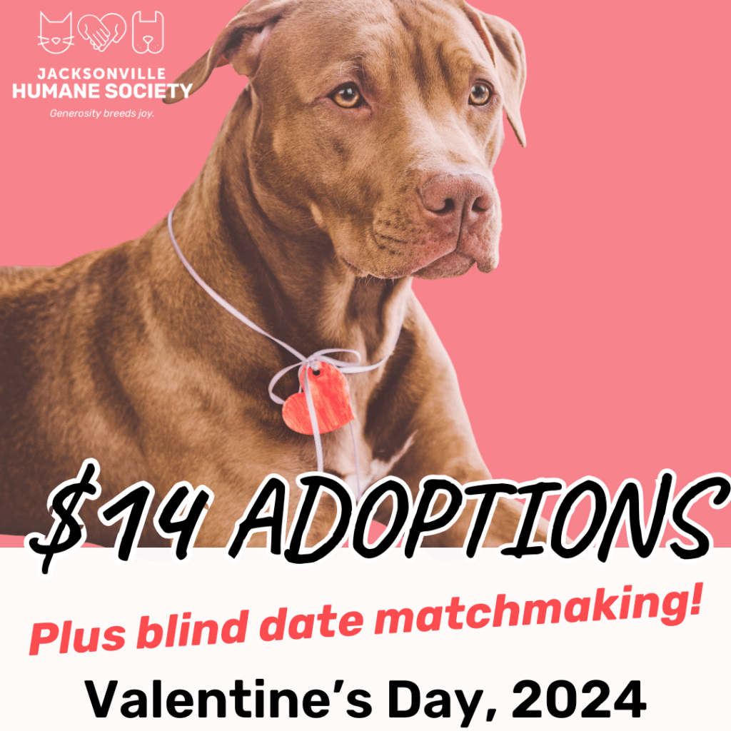 $14 Valentine&Rsquo;S Day Adoptions And Matchmaking Event