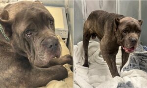 Barney the Cane Corso