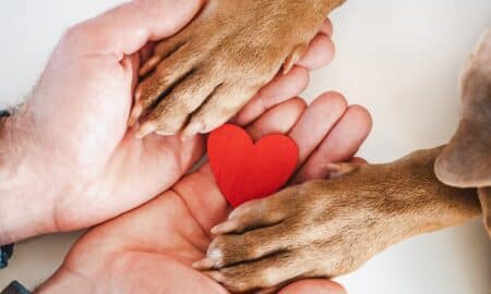 Celebrate Valentine’s Day With Shelter Dogs