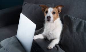 Dog Sitting On The Couch With A Laptop